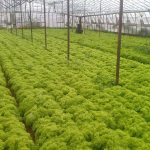 Etkinliklerden Kareler